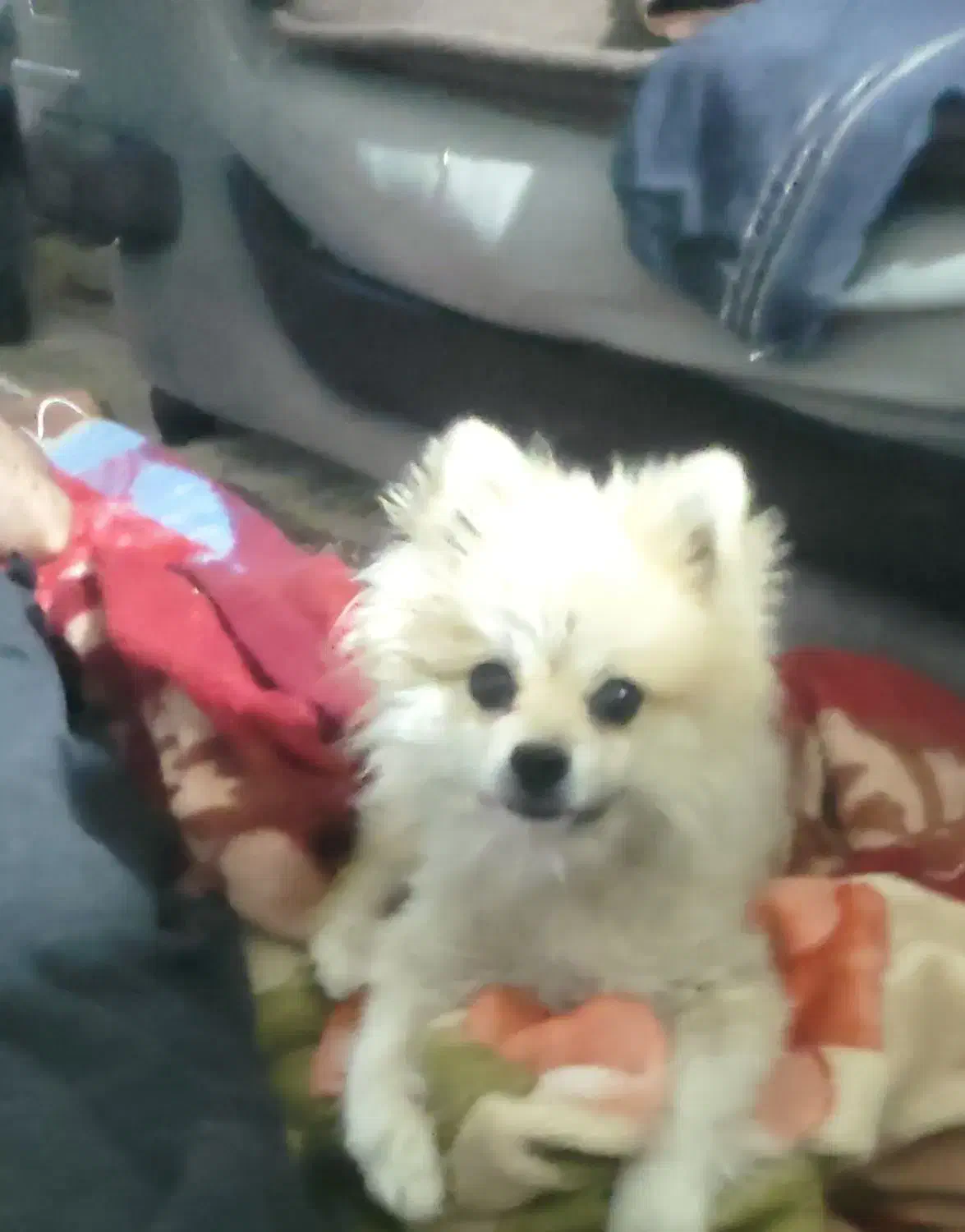 گمشده پامرین|حیوانات|قرچک, صالح آباد|دیوار