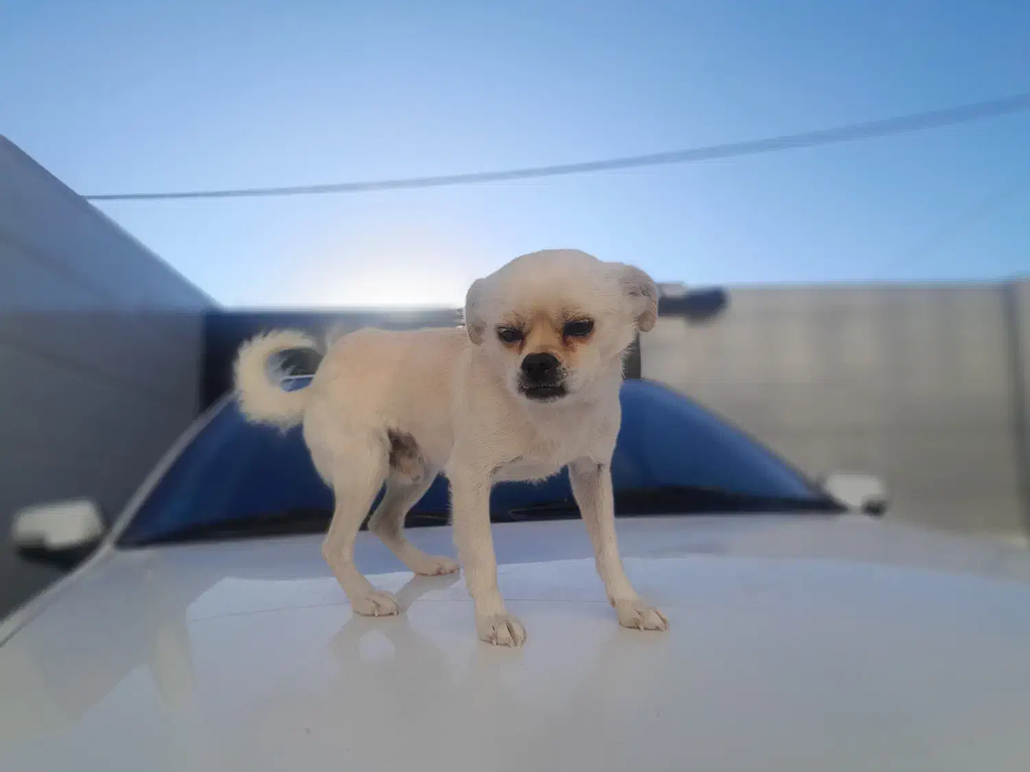 چیواوا اصیل، جیبی و کوچولو ،مناسب آپارتمان|سگ|حسن آباد, |دیوار