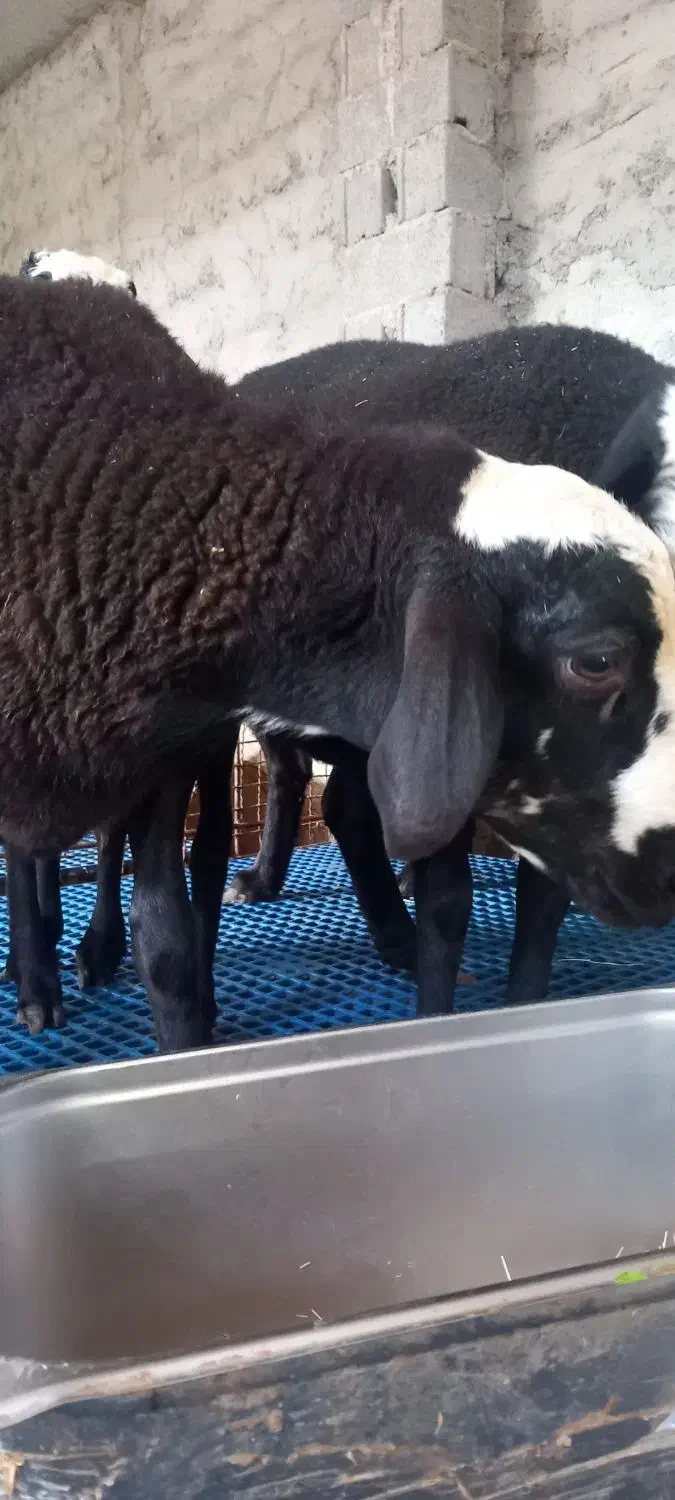 بره قوچ|حیوانات مزرعه|قائم‌شهر, |دیوار