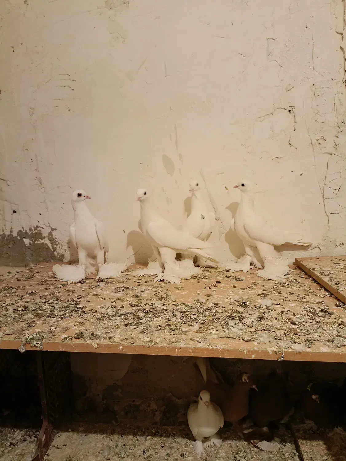 کفتر پا پر|پرنده|تبریز, |دیوار