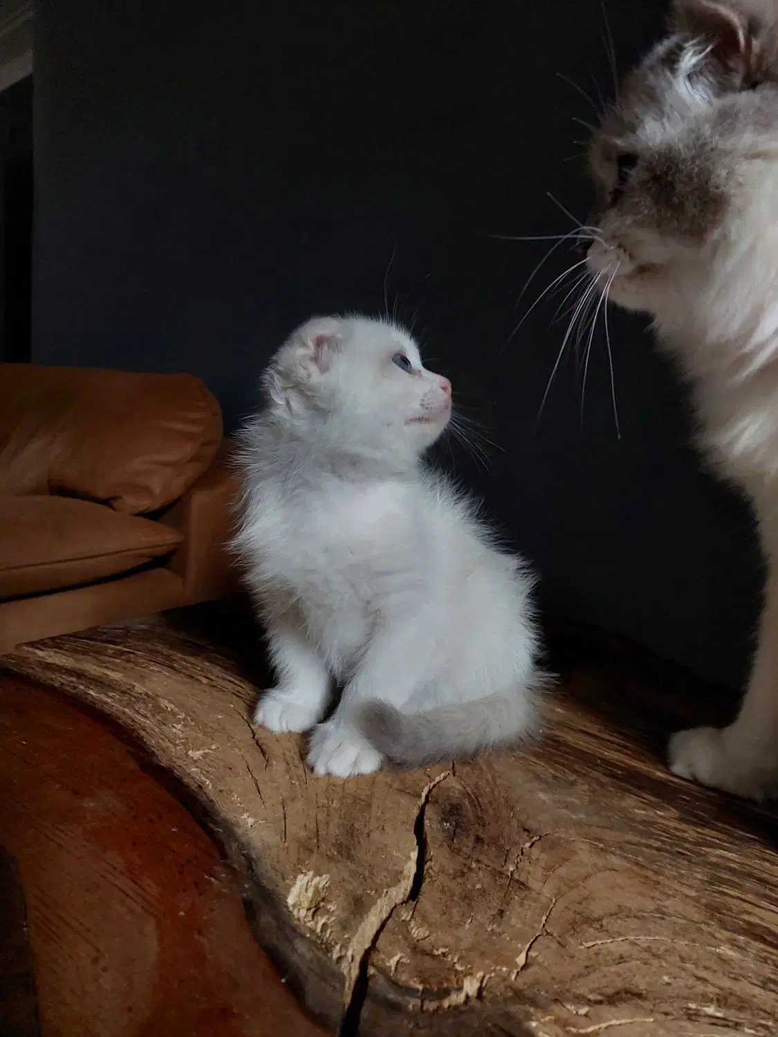 به دنبال سرپرست مهربان هستیم|گربه|اصفهان, مهرآباد|دیوار