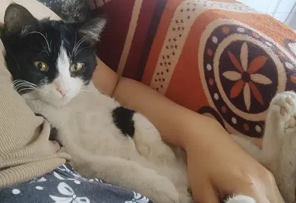 گربه گمشده حوالی شریعتی 14|حیوانات|نیشابور, شریعتی|دیوار