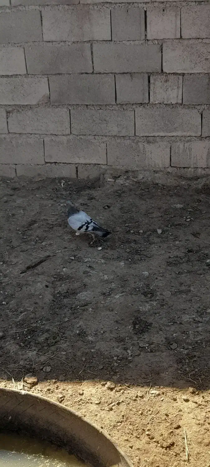 سبز آلمانی|پرنده|شاهرود, |دیوار