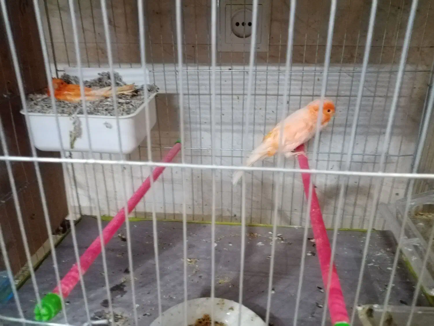 قناری|پرنده|یزد, |دیوار