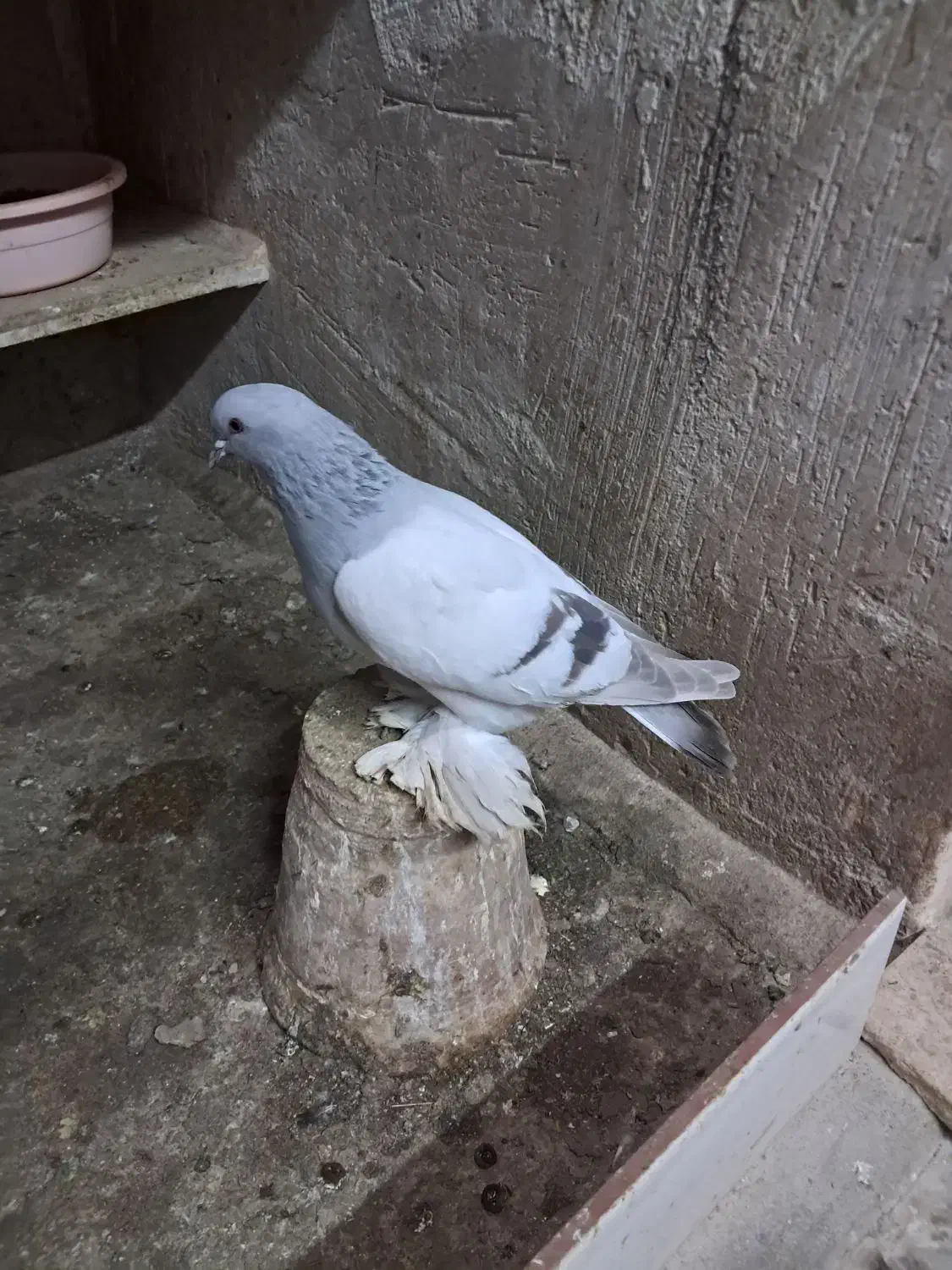 کبوتر|پرنده|اهر, |دیوار