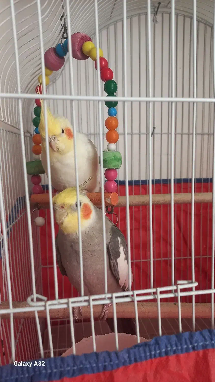 عروس هلندی یه جفت. ۲۵۰۰|پرنده|لالجین, |دیوار