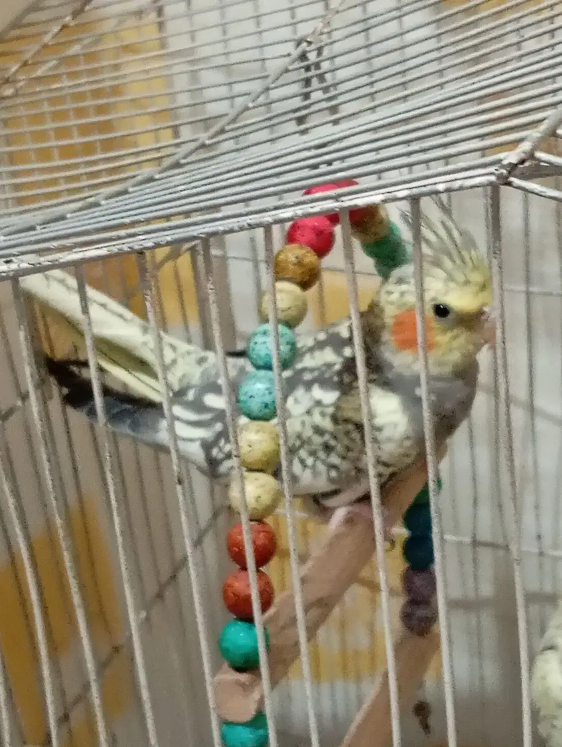 8 تا عروس هلندی یه دونه گل باقالی|پرنده|صومعهسرا, |دیوار