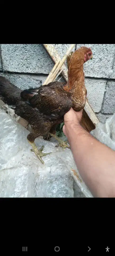 انواع جوجه ۵ روزه تا مرغ و خروس وبوقلبون|حیوانات مزرعه|خرم‌آباد (تنکابن), |دیوار