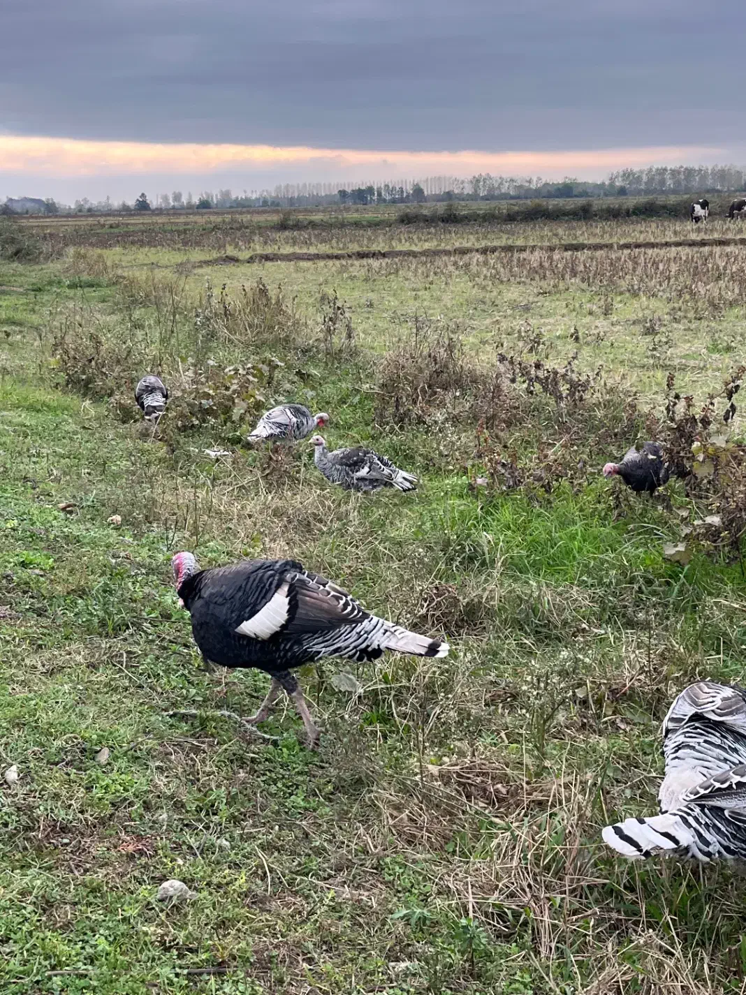بوقلمون محلی نروماده|حیوانات مزرعه|طاهرگوراب, |دیوار