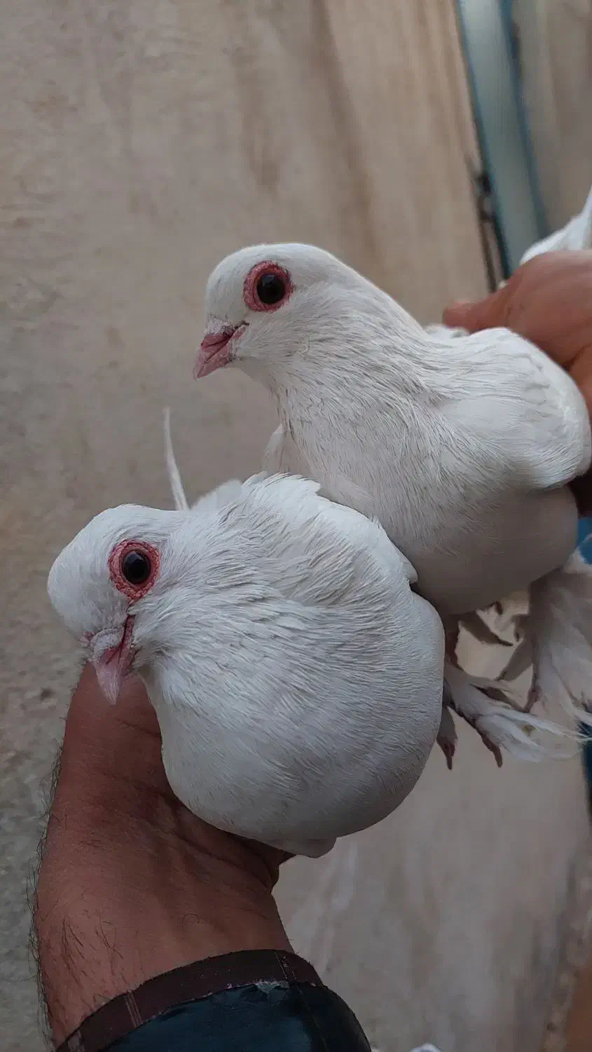 کبوتر  لوتی یک جفت چشم قرمز و شامی زرد|پرنده|خسروشاه, |دیوار