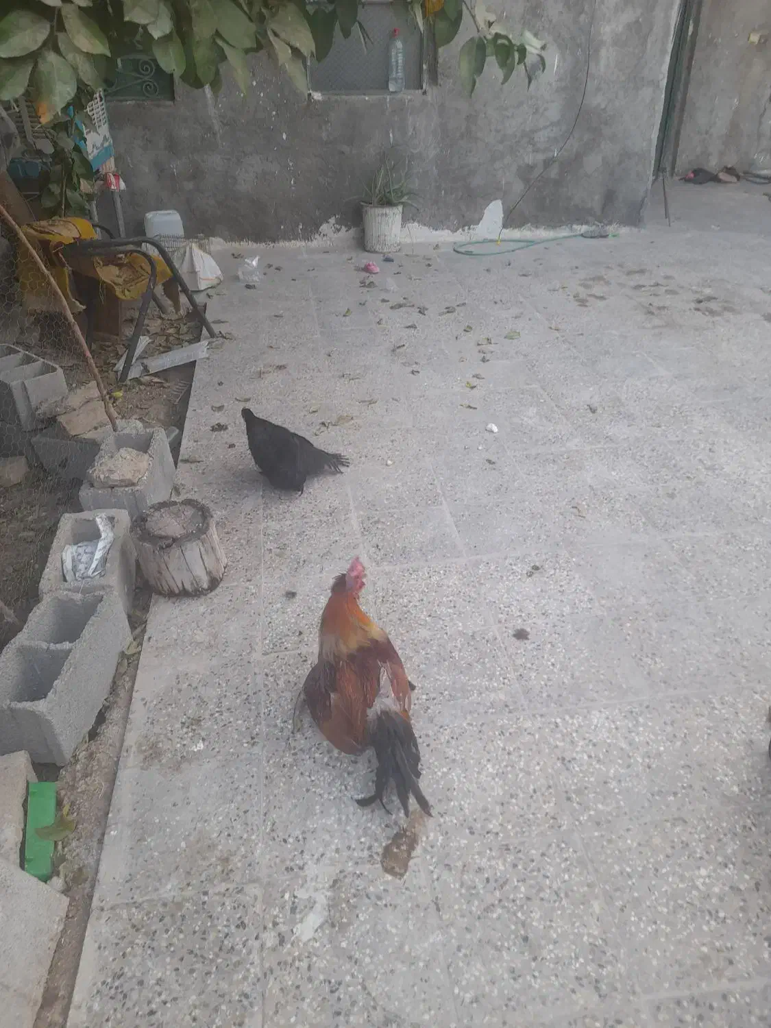 فروشه ۳ عدد مرغ و خروس|حیوانات مزرعه|دهدشت, |دیوار