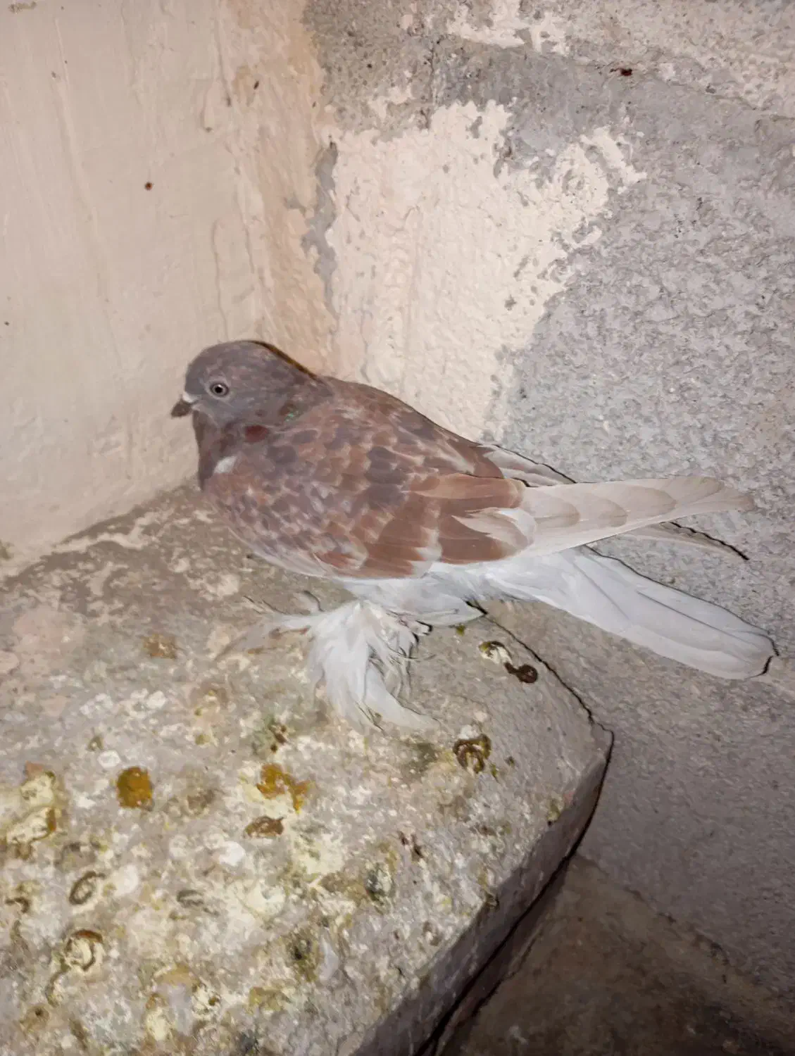 کبوتر|پرنده|آذرشهر, |دیوار