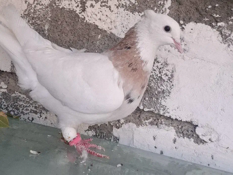 کبوتر طوقی|پرنده|اردل, |دیوار