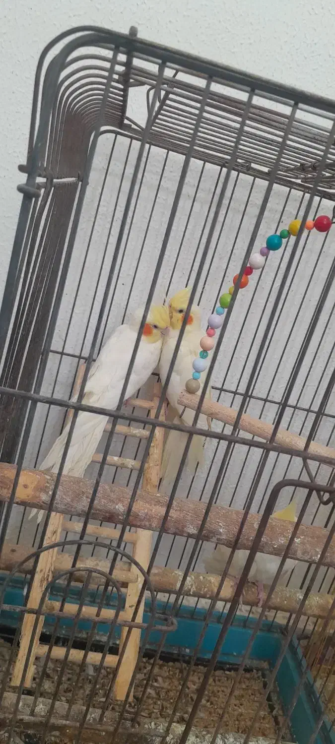 عروس هلندی|پرنده|کیش, |دیوار