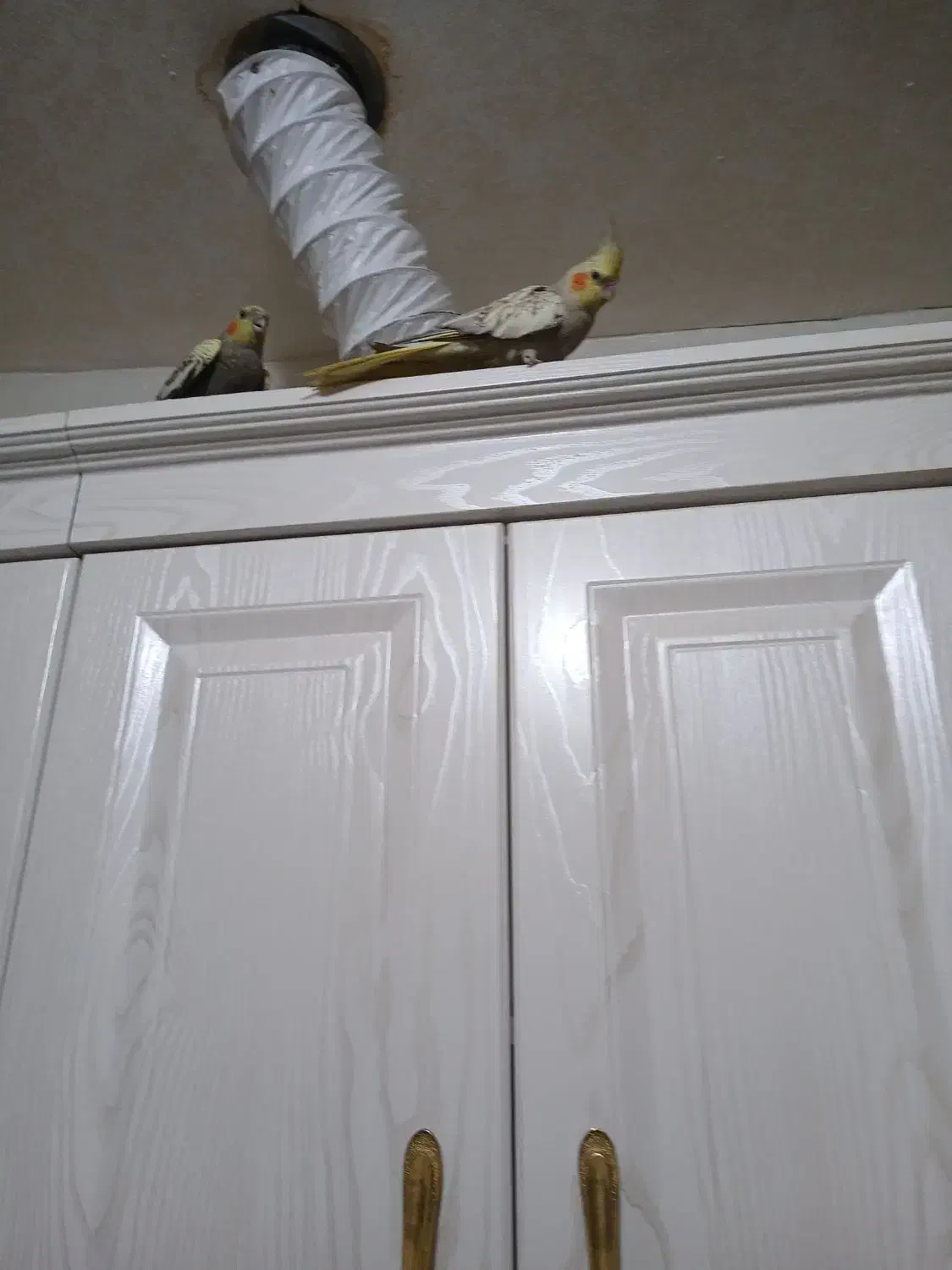 عروس هلندی ماده و جوجه|پرنده|زنده رود, |دیوار