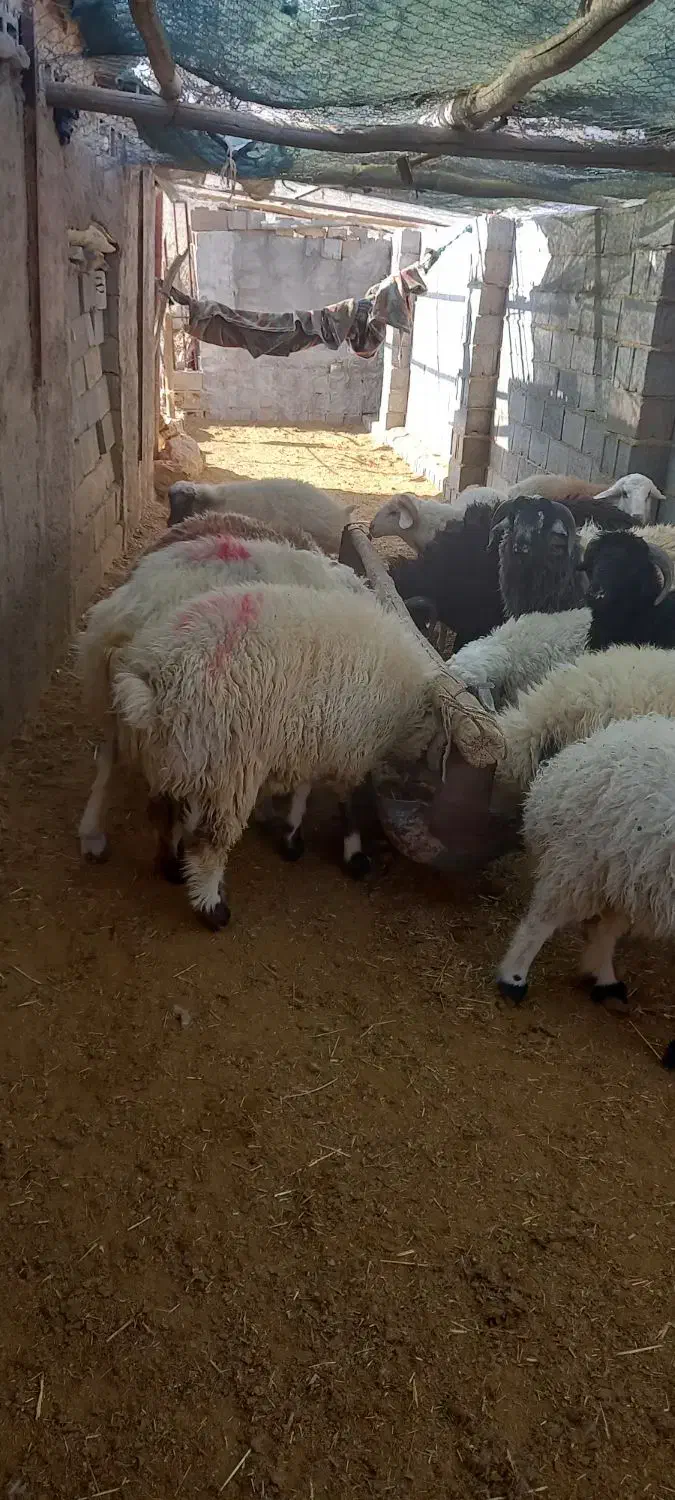 فروش بره نره چاق|حیوانات مزرعه|سرچهان, |دیوار
