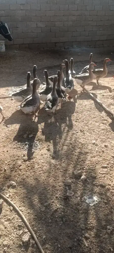 غاز|حیوانات مزرعه|شادگان, |دیوار