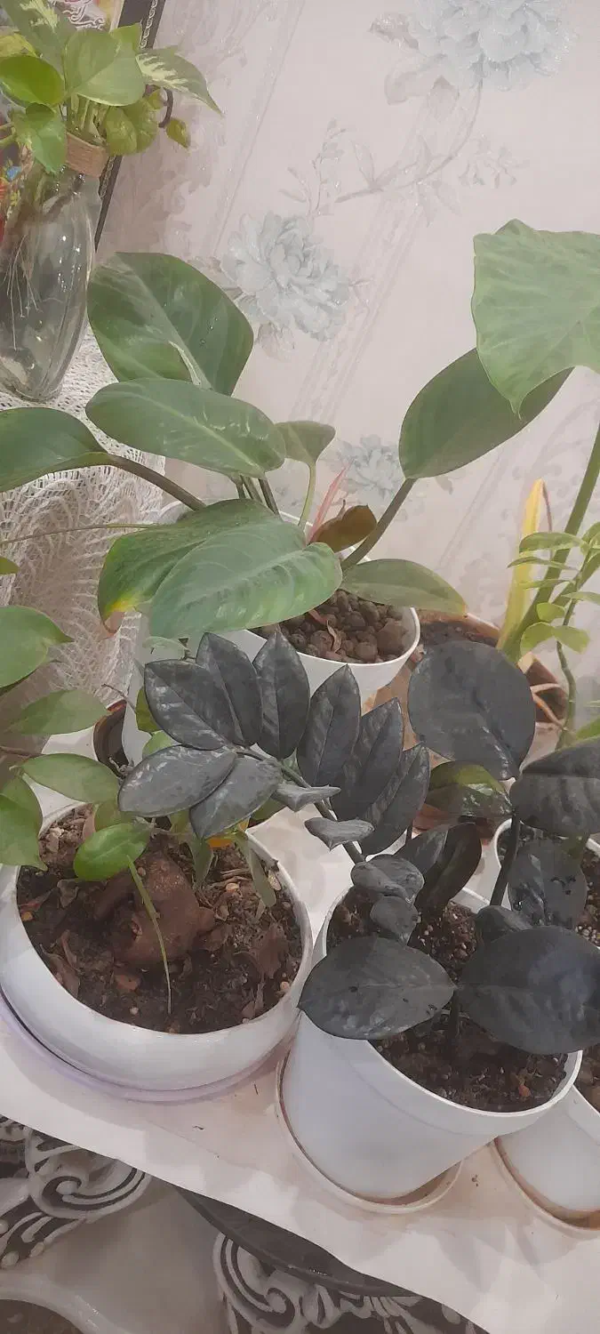 گل طبیعی|گل و گیاه طبیعی|فولادشهر, B1|دیوار