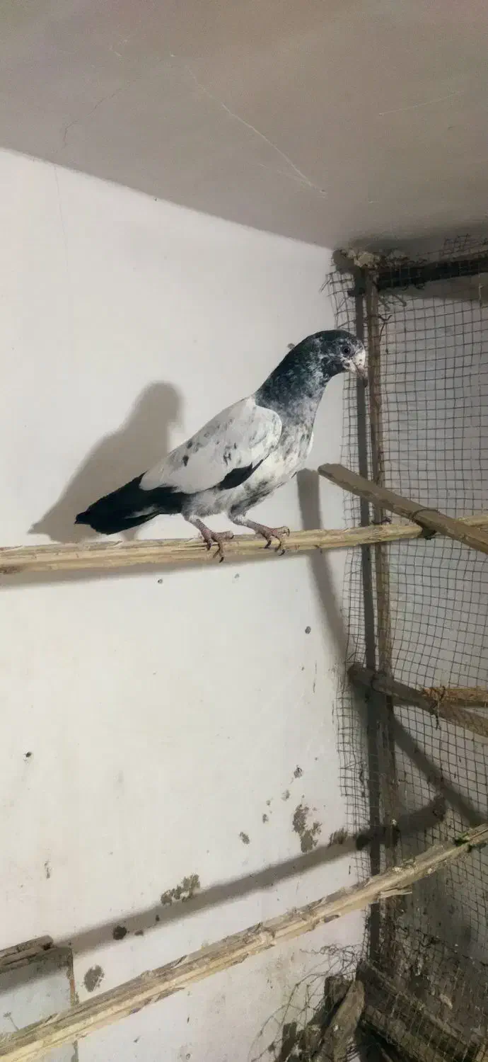 کبوتر جوجه تیدی|پرنده|ایرانشهر, |دیوار