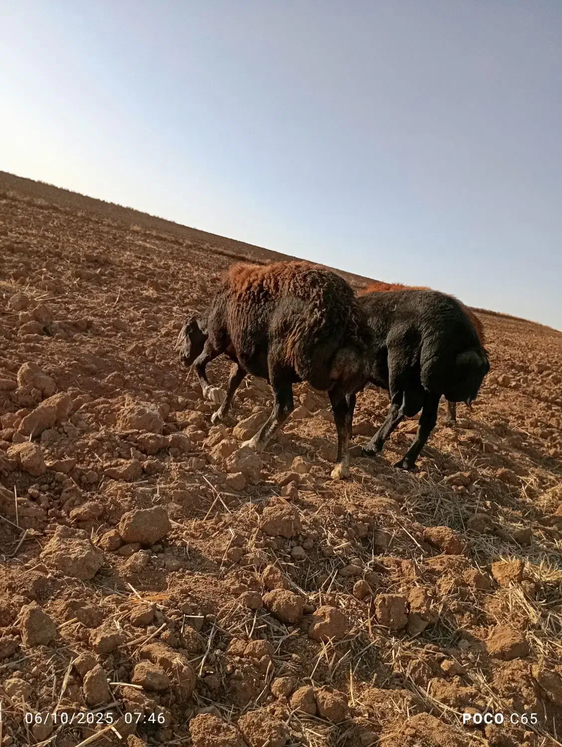 یک عدد گوسفند چال|حیوانات مزرعه|حلب, |دیوار