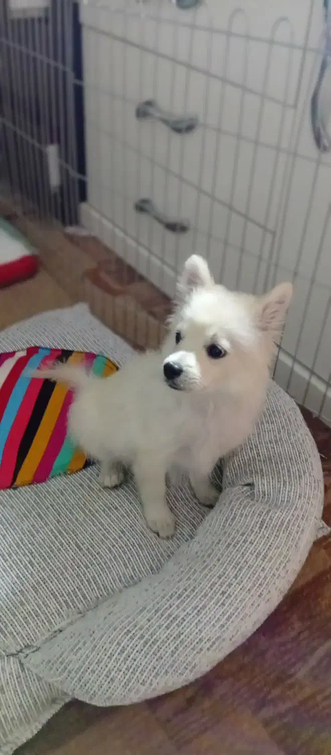 توله پامر روباهی|سگ|شیراز, شهرک گلها|دیوار