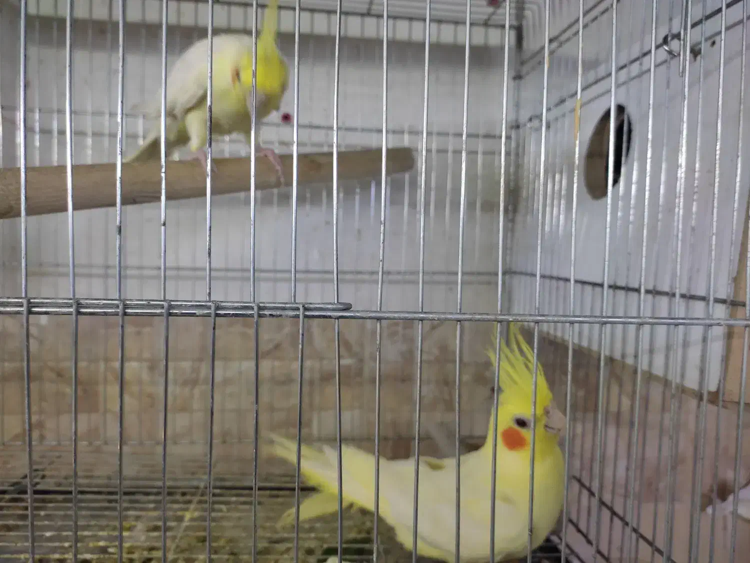 عروس هلندی ،کوتوله،مرغ عشق انگلیسی،فیشر|پرنده|مرند, |دیوار