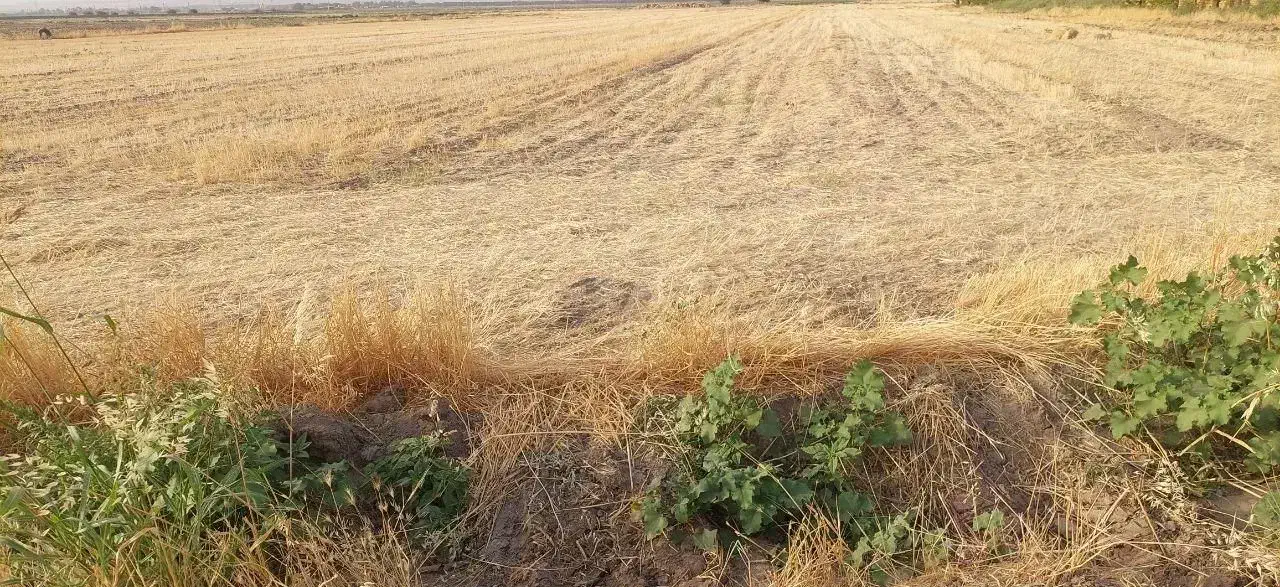 زمین زراعی مناسب گلخانه و دامداری و...|فروش زمین و ملک کلنگی|گلمکان, |دیوار