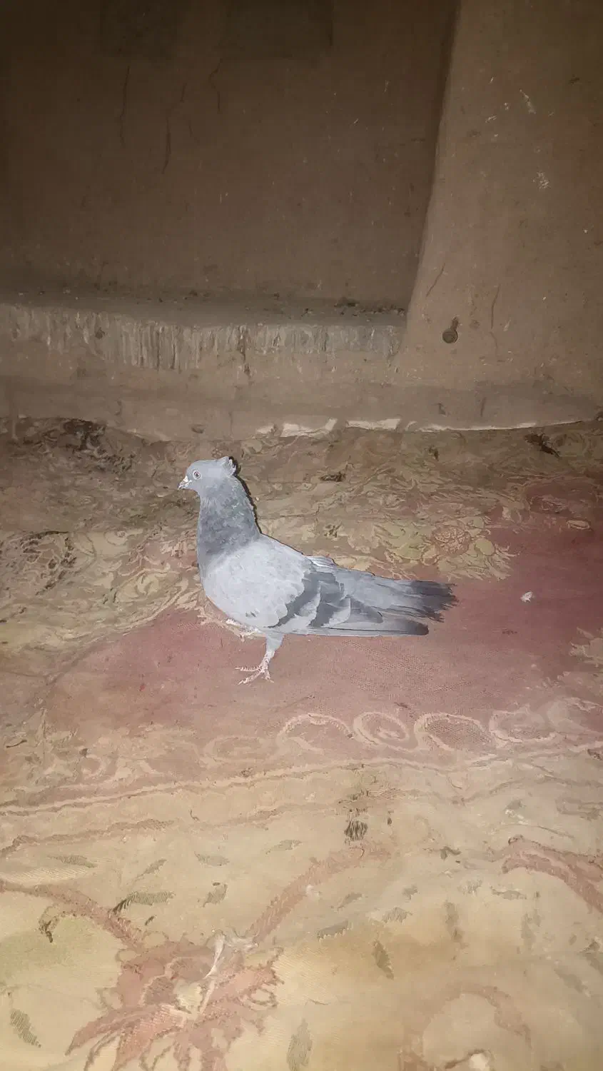 کبوتر|پرنده|گنبکی, |دیوار