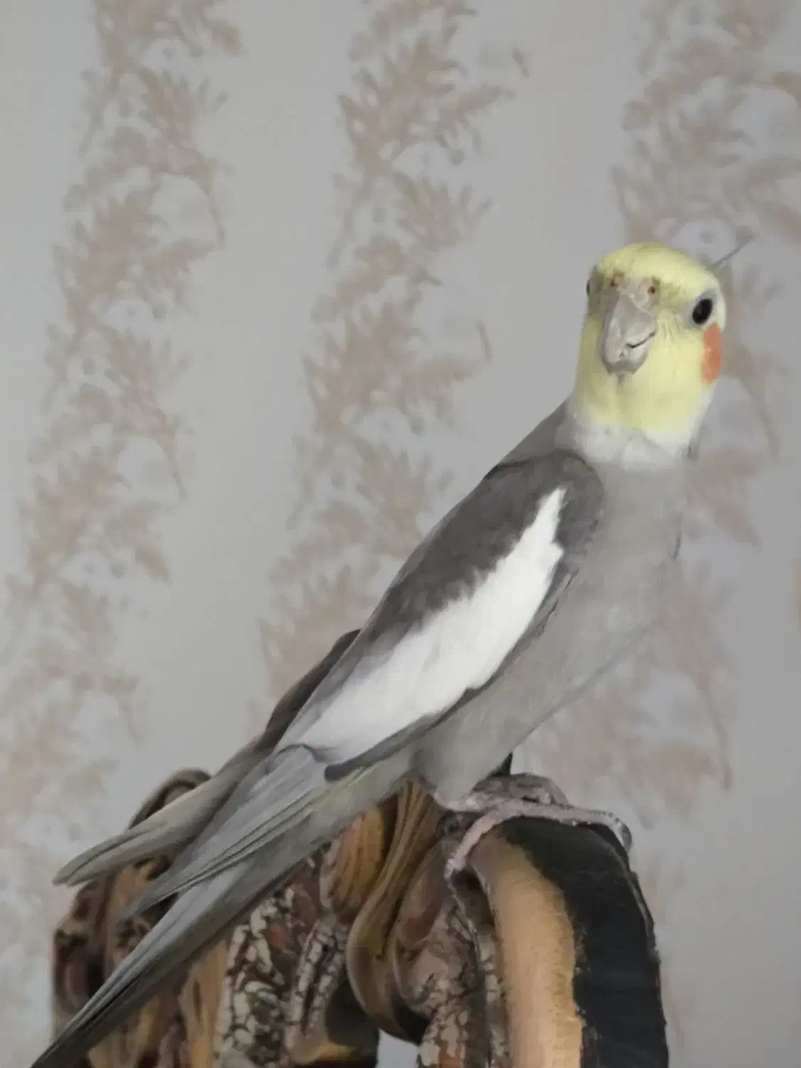 عروس هلندی نر|پرنده|دالاهو, |دیوار