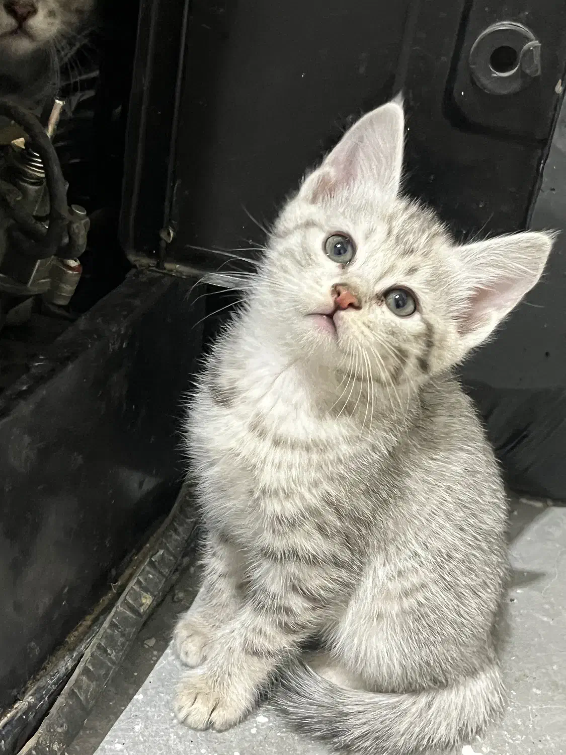 گربه برفی|گربه|تربتحیدریه, مظفریه|دیوار