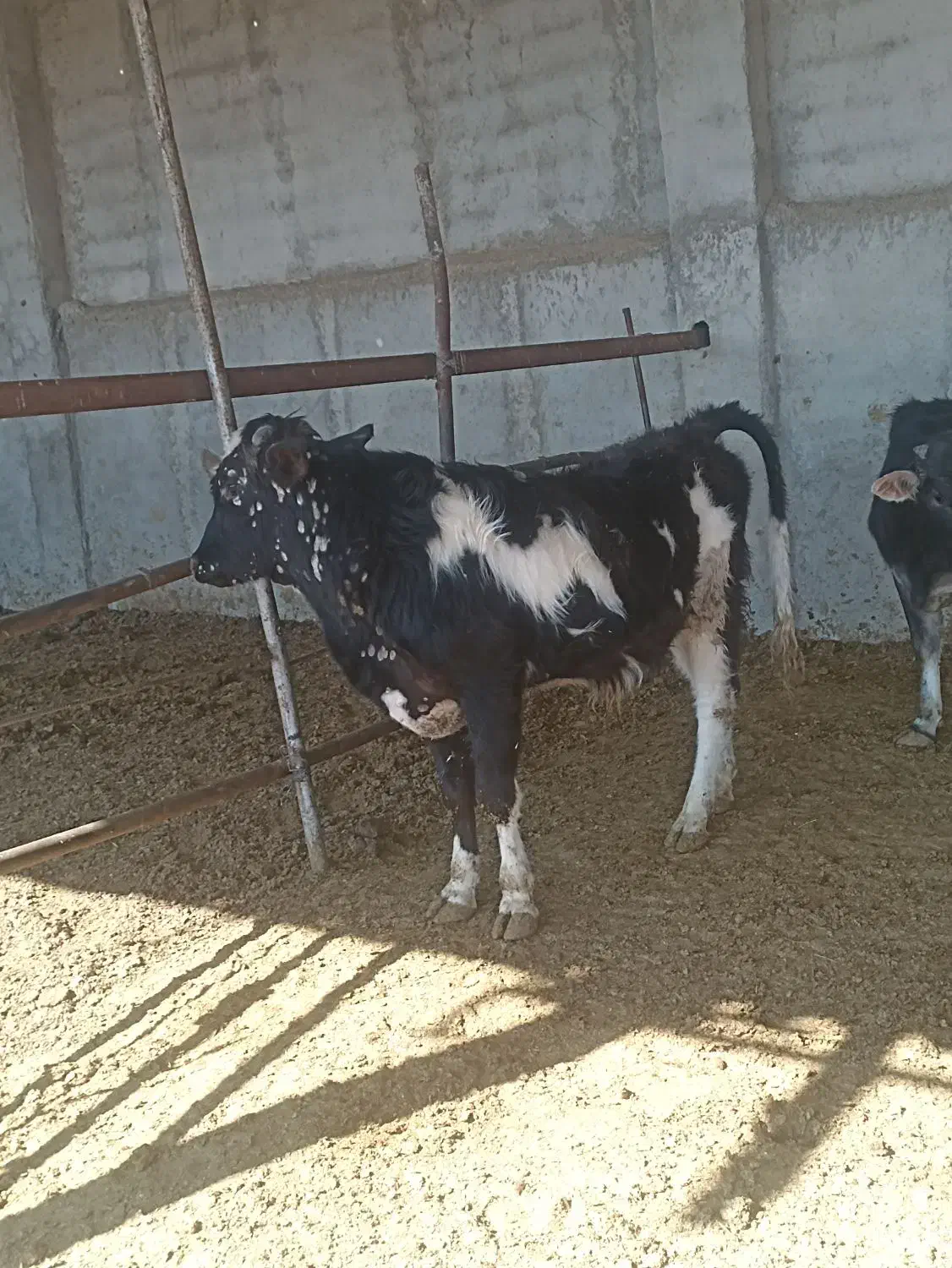 گوساله|حیوانات مزرعه|رباطکریم, رباطکریم|دیوار