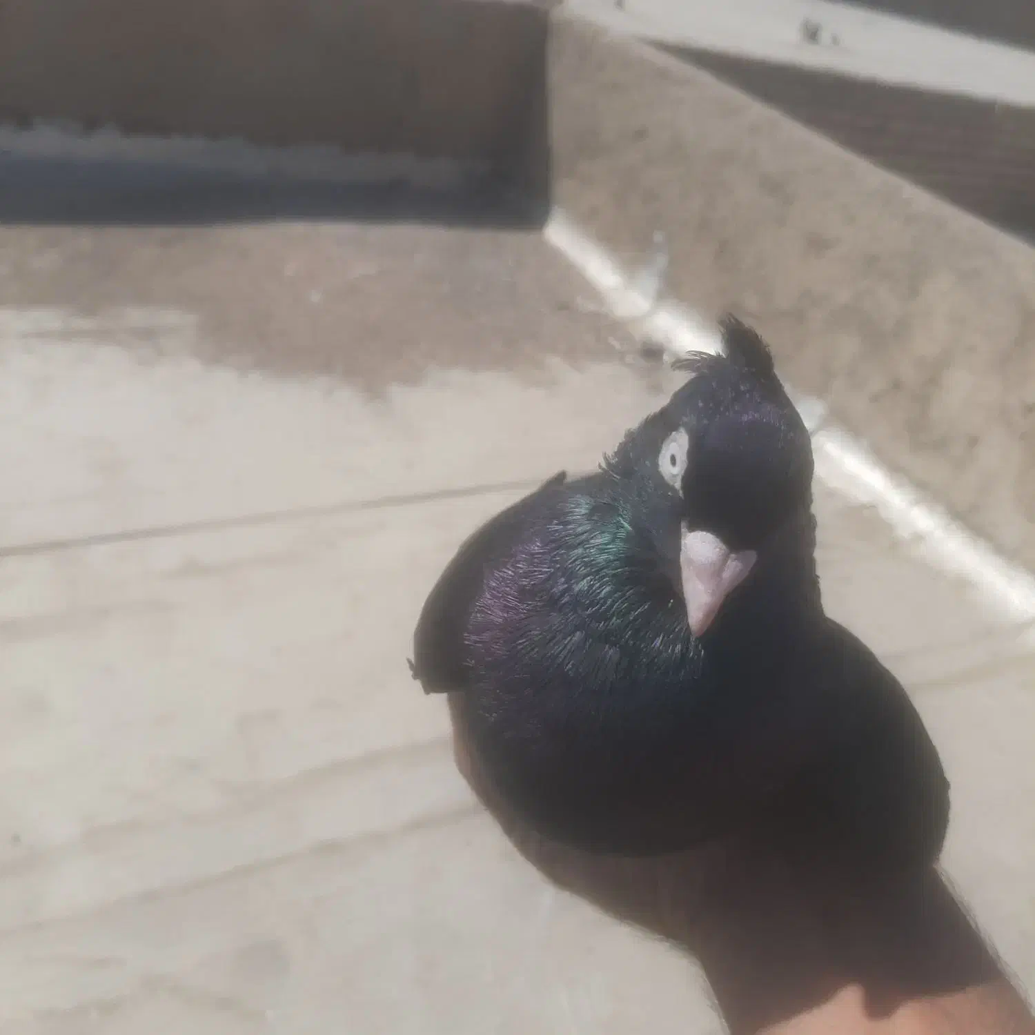 شهرک پیام|پرنده|پردیس, فاز ۳|دیوار