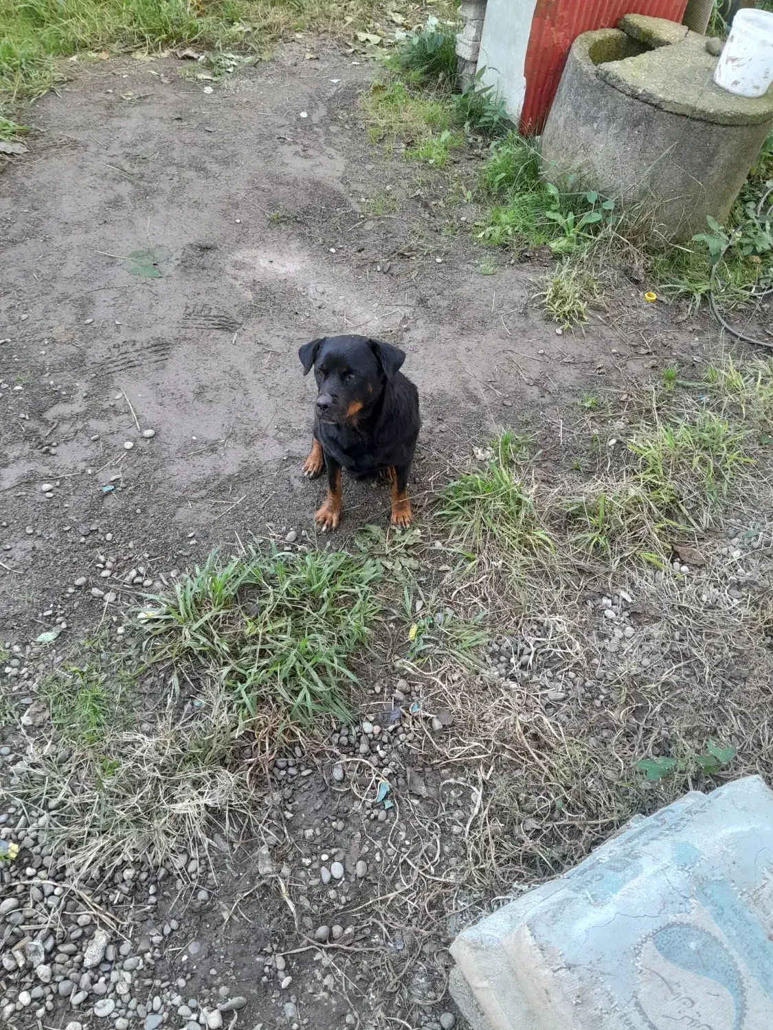 رودفایلر ماده|سگ|رودسر, |دیوار