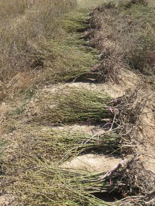 نهال|گل و گیاه طبیعی|سقز, |دیوار