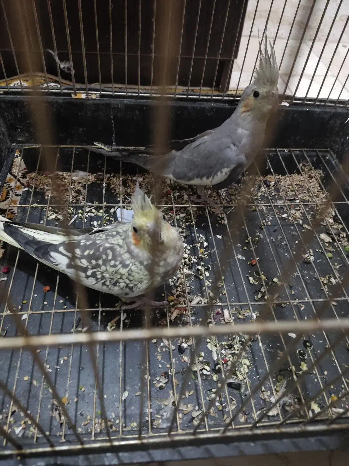 عروس هلندی|پرنده|خمین, |دیوار