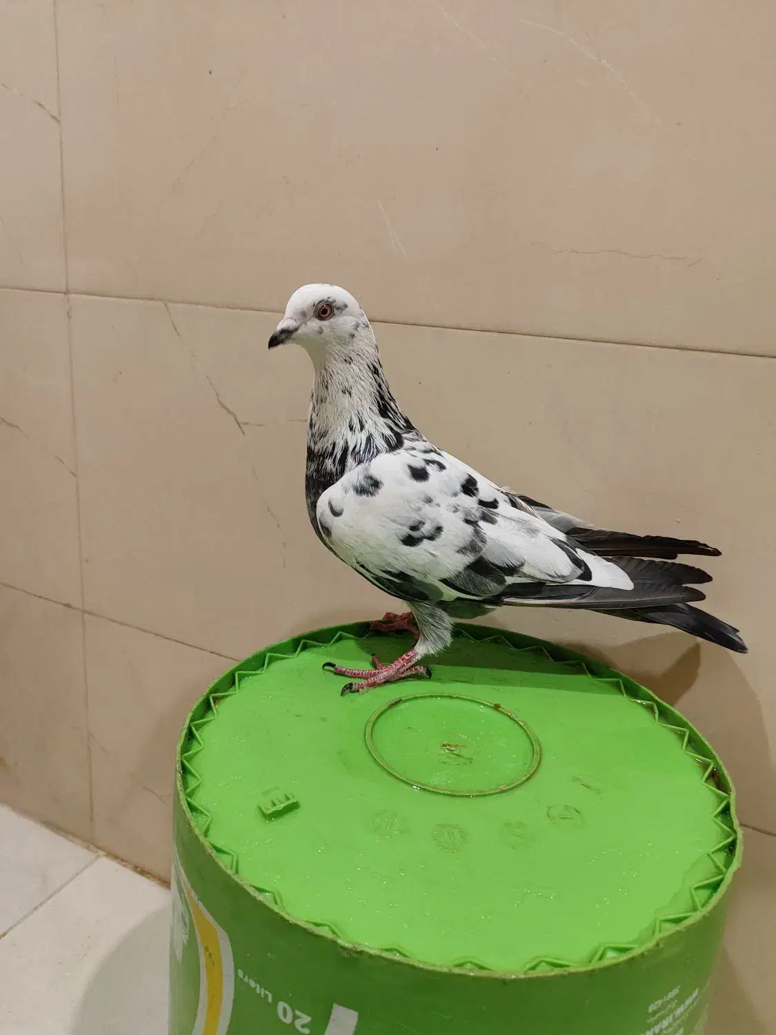 کفتر سوسک دورگ گرفتنی|پرنده|شاهرود, |دیوار