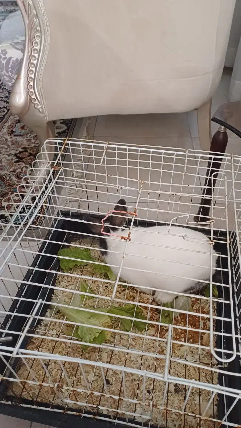 خرگوش|موش و خرگوش|اسلامشهر, شهرک مصطفی خمینی|دیوار