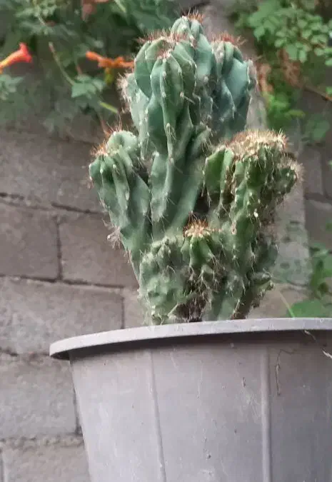 صخره ای|گل و گیاه طبیعی|رشت, استادسرا|دیوار