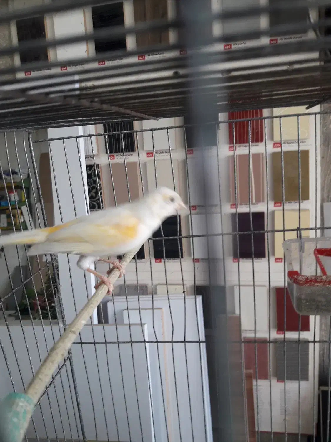 قناری موزایکی ماده|پرنده|کرمانشاه, |دیوار