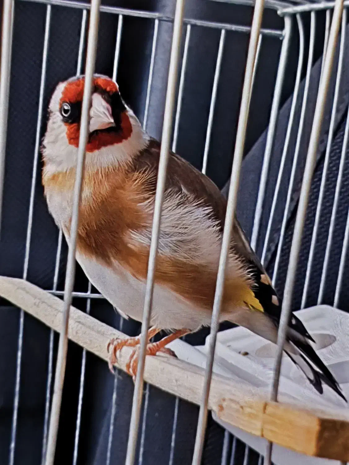 سهره نر|پرنده|ماهدشت, |دیوار