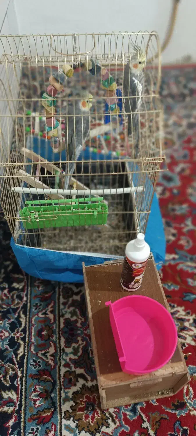 عروس هلندی|پرنده|جونقان, |دیوار