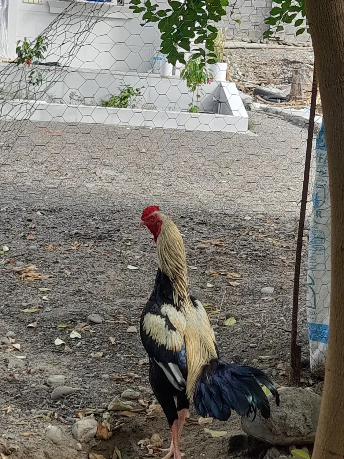 خروس|حیوانات مزرعه|بندرعباس, |دیوار