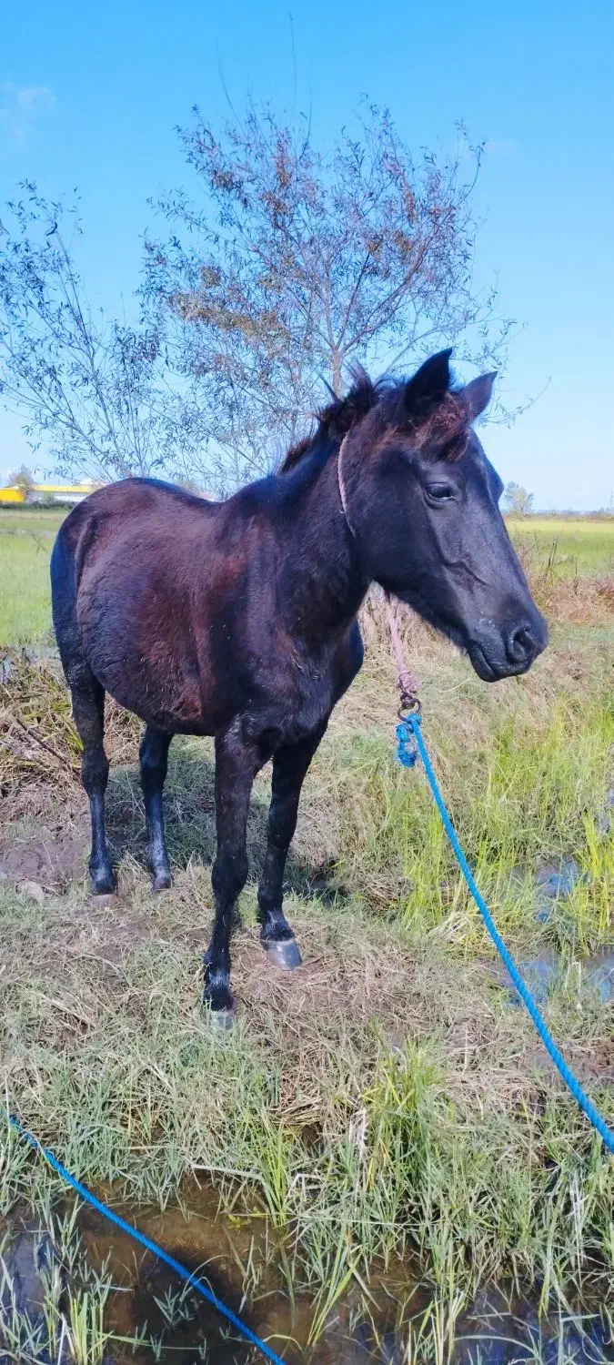 دو راس مادیان مشکی و سیانیله|اسب و تجهیزات اسبسواری|پرهسر, |دیوار