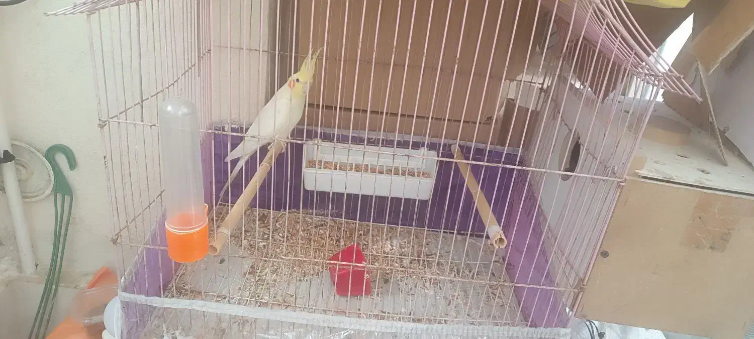 یک جفت عروس هلندی|پرنده|سراب, |دیوار