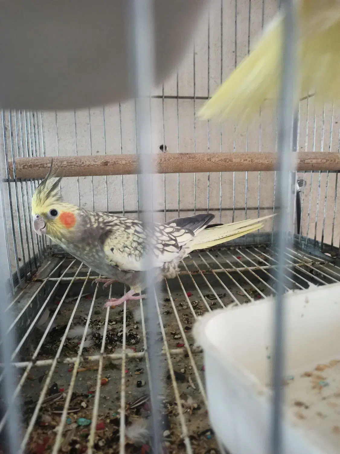 جفت عروس هلندی|پرنده|برازجان, |دیوار