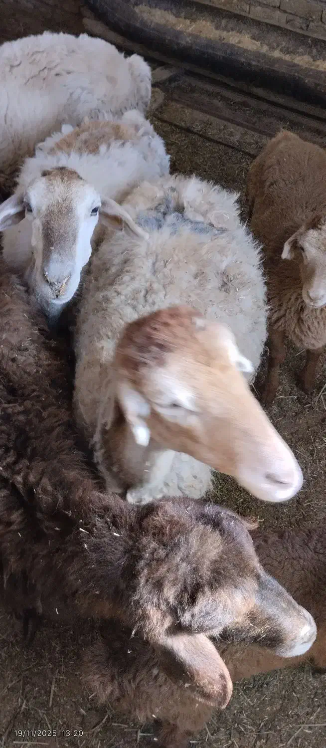 میش بره دار یکی نر یکی ماده بره بزرگ|حیوانات مزرعه|آشخانه, |دیوار