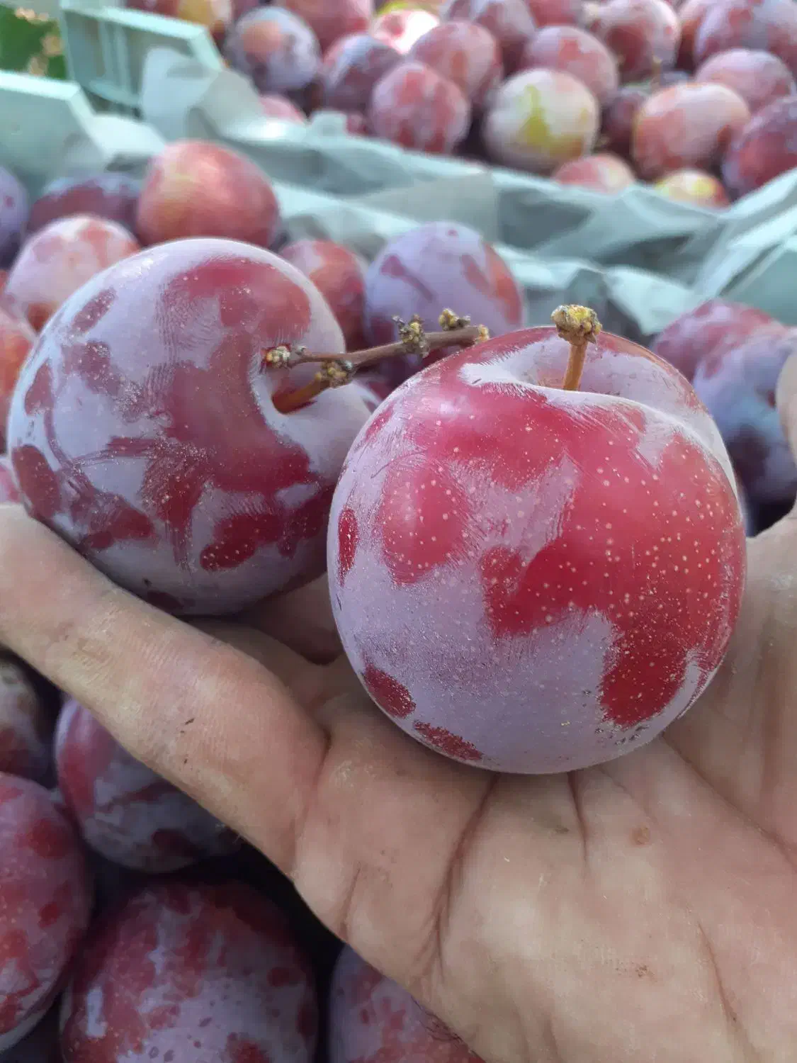 بادام گردو وسایر ارقام نهال|خدمات باغبانی و درختکاری|میانه, |دیوار