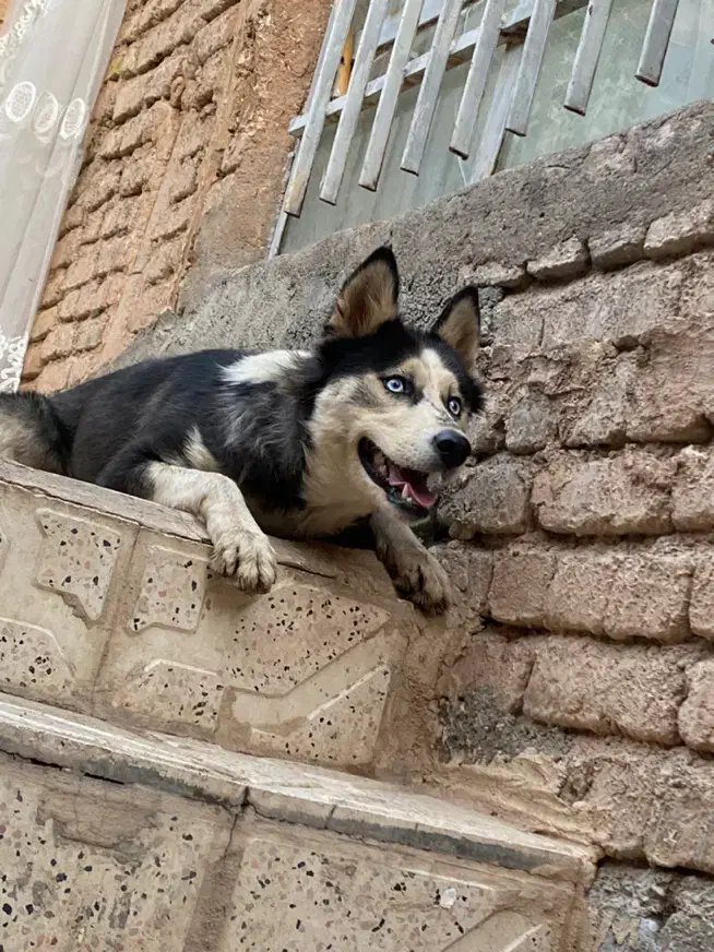 هاسکی ماده|سگ|تربت جام, پاسداران|دیوار