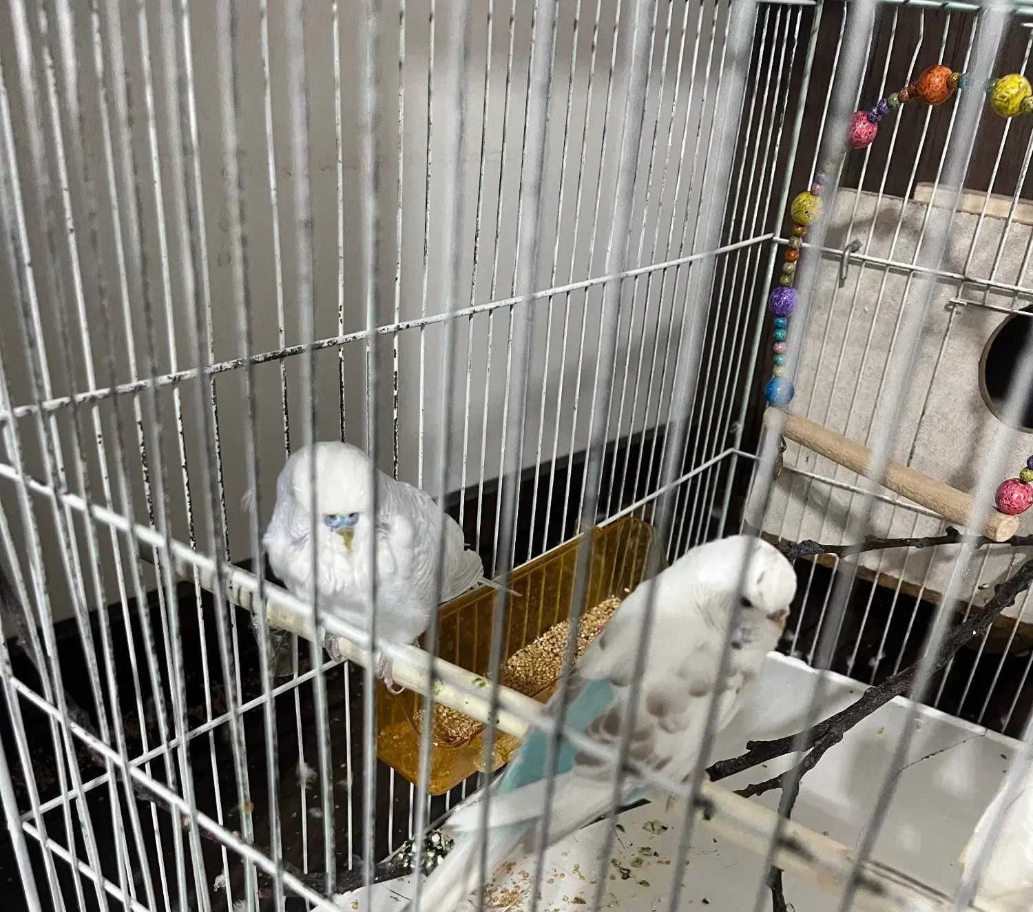 مرغ عشق|پرنده|قره ضیاالدین, |دیوار