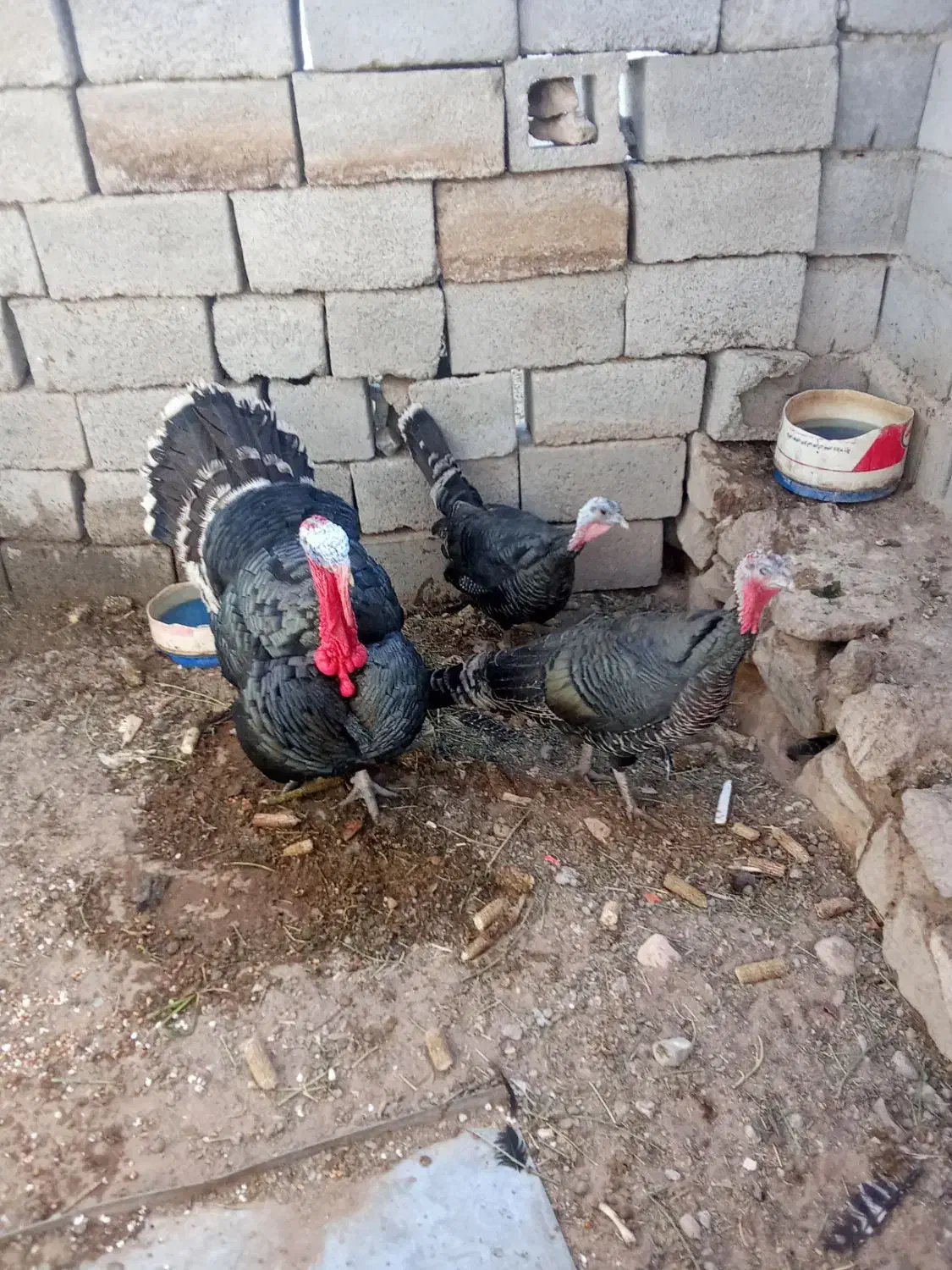 بوقلمون|حیوانات مزرعه|بیرجند, |دیوار